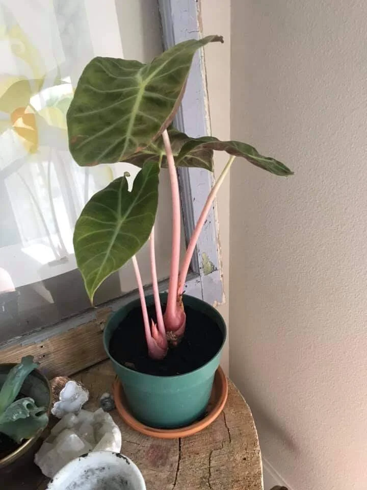 その他観葉植物 Alocasia Gem Aurora We just go a new shipment of beautiful tropical, plus new ones we